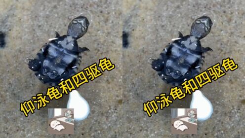 小龟幼儿园的仰泳龟和四驱龟_高清1080P在线观看平台_腾讯视频