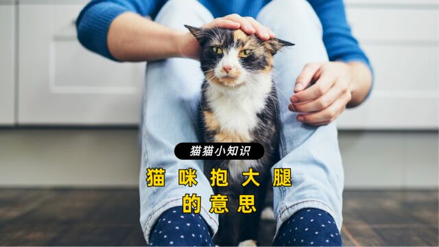 猫咪喜欢抱你的大腿,其实有这几种含义!