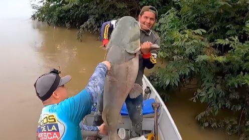 当地亚马逊用食人鱼当诱饵，钓上的可不是一般的大货