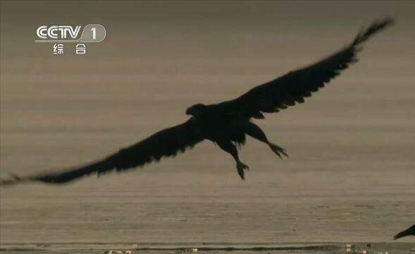 海雕等待着湖面结冰,海雕捕猎白骨顶易如反掌,信心十足