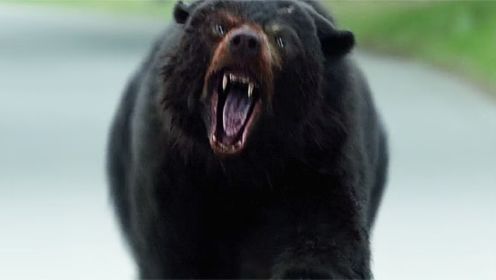 2023最新动物惊悚片，在惊吓中笑到肚子疼，这头熊靓瞎了观众双眼