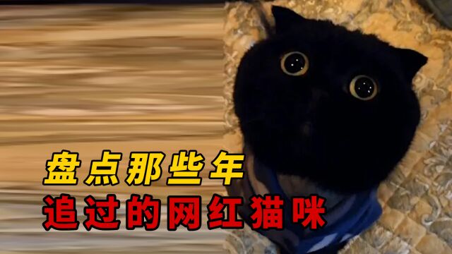 盘点那些年追过的网红猫咪,都是满满的回忆!(三) #网红猫咪 #云吸猫