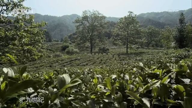 泰国茶叶的大规模引种只是近现代世界世界茶叶种植热潮的一个片段