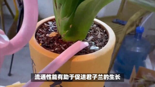 58.刚哥养花知识分享,君子兰育种基质的介绍