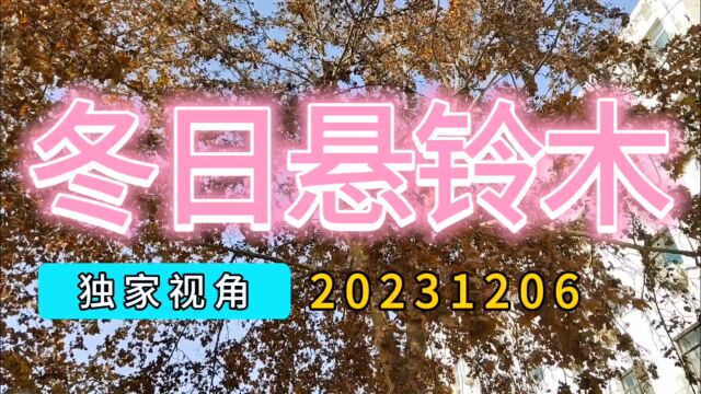 独家视角:冬日悬铃木20231206