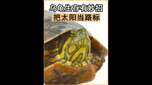 乌龟生存有绝招,灵敏嗅觉打前站,再把太阳当做路标,哦也