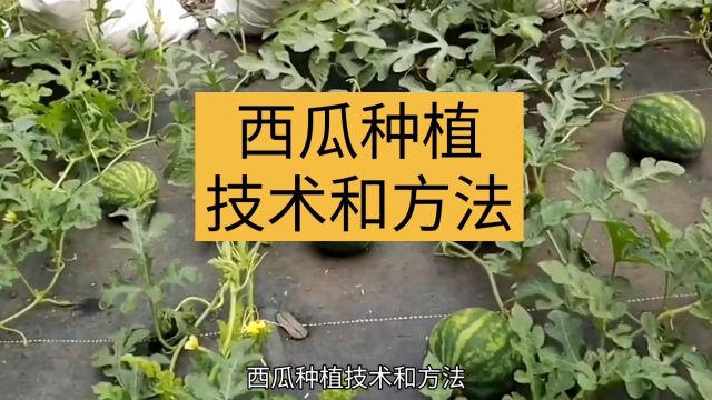 西瓜种植技术和方法