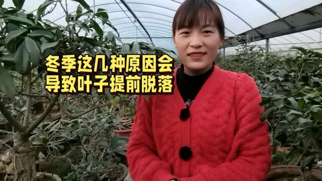 季节变换,桂花叶子问题多,冬季常见的几种落叶子的问题