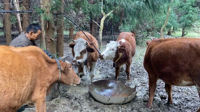 农村养牛赚钱吗?大叔花10多万养牛,说了这些辛酸