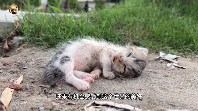 一只生命垂危的小猫,一位善良的路人,一段关于生命、爱与奇迹的故事.