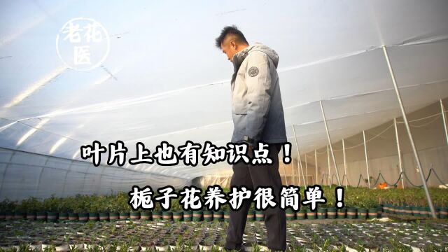 叶片上也有知识点!栀子花养护很简单!