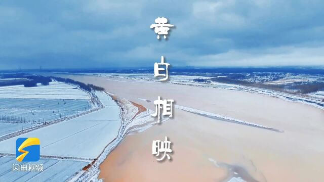 绿头鸭嬉戏畅游 黄白相映尽显生态之美