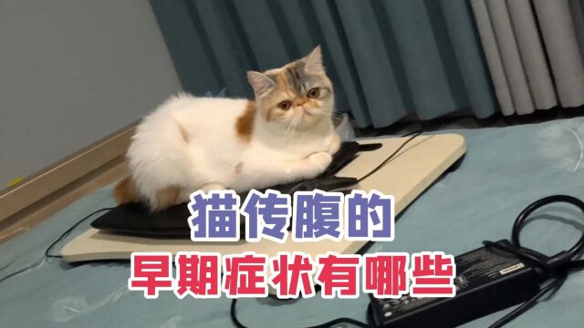 猫传腹的早期症状有哪些?你家猫有吗?