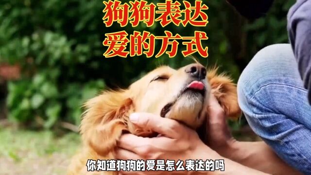 你家狗狗怎么向你表达爱?一起来讨论吧