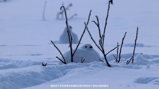 国外一对夫妇搞了一道雪鸡料理 料汁浇上去的那一瞬间非常的惊艳