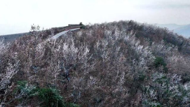 日照岚山区幽尔崮山现冬日绝美雨凇