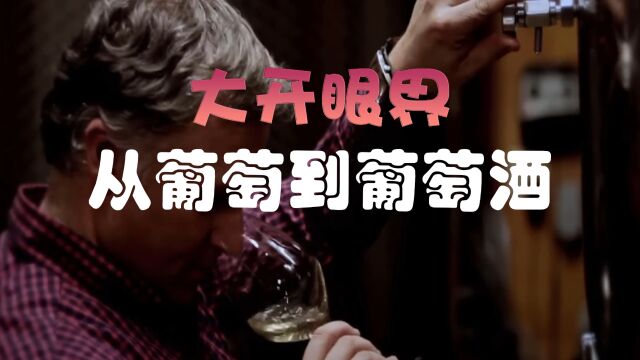 【未来农业大趋势】现代化的葡萄酒生产模式