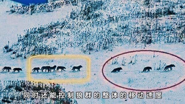 一张无意间拍下的照片,揭露了狼群真正的战斗力!