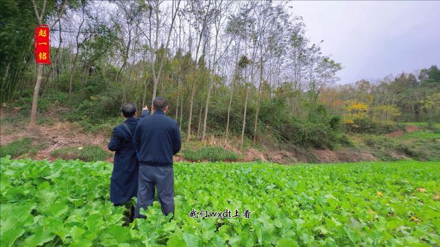 青菜地里面的风景,一起来看看