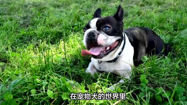 斗牛犬和法斗犬区别:一篇文章带你深入了解两者的不同之处!