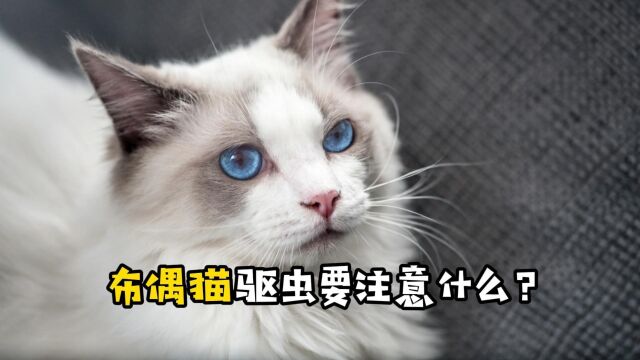 布偶猫驱虫要注意什么?赶紧抄作业