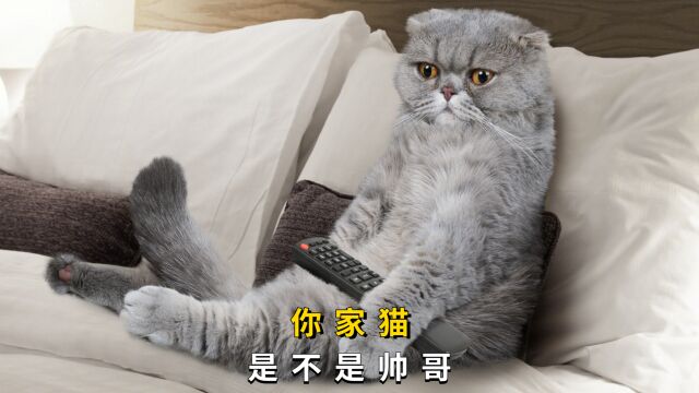 如何判断你家猫是不是帅哥?看看这4个标准