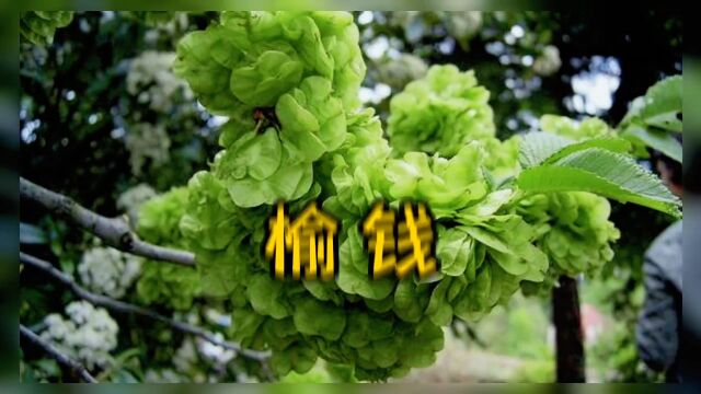 农村公认最好吃的六种树叶,一道菜能吃两碗饭,你都吃过哪几种?