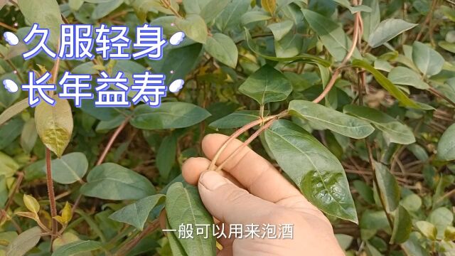 农村常见的一种植物名叫“忍冬藤”,就是金银花的藤,用处多价值高,遇见请珍惜