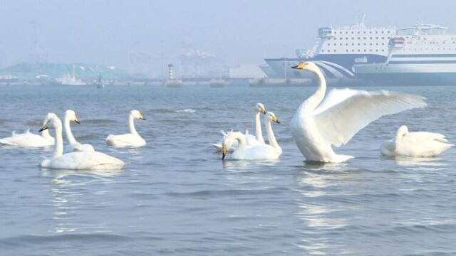 观赏大天鹅不必走远 威海九龙湾海域满足你拍照打卡需求