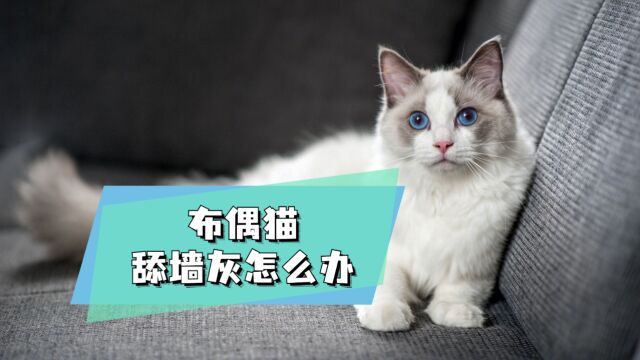 布偶猫喜欢舔墙灰,这该怎么办?