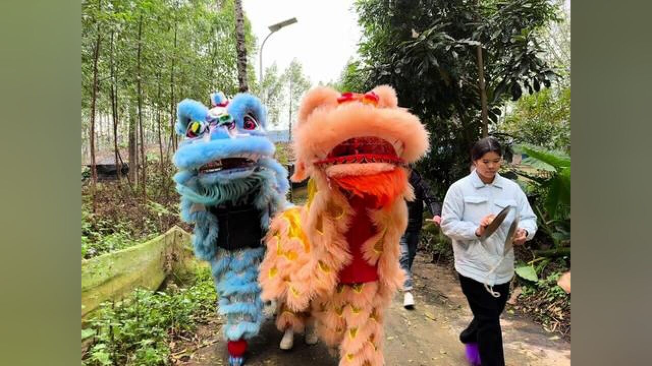 这样的醒狮太帅了吧!#醒狮#醒狮传承#舞狮子_高清1080P在线观看平台_腾讯视频