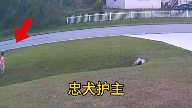 忠犬勇猛护主的真实场面!监控下的一幕狗狗惊险不可思议户外