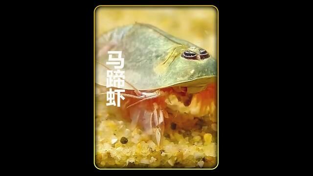 虾自由计划第五弹 史前生物马蹄虾的养虾日记 #海鲜水产 #理性消费