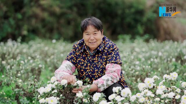 乡村振兴在行动丨滁菊花开绽放“花样经济”