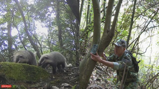 国家二级保护野生动物!4只野生猪獾惊现闽江源国家级自然保护区