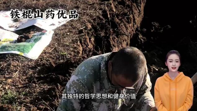 正宗温县垆土铁棍山药,中医养生证实了其丰富的营养价值和益处,健脾养胃强肾