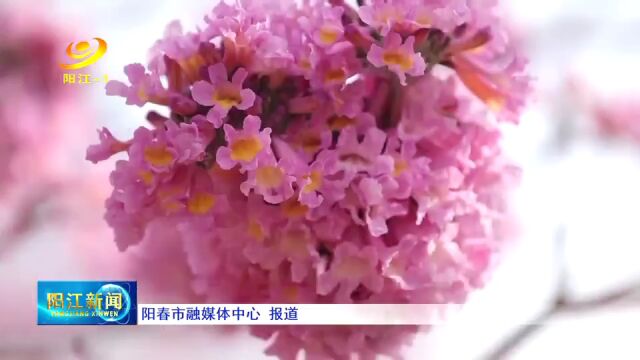 阳春:紫花风铃迎冬绽放