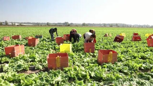 德州市临邑县:千亩生菜喜丰收 订单种植促增收