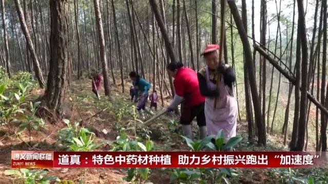 【视频】道真:特色中药材种植 助力乡村振兴跑出“加速度”