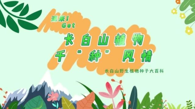 探秘!长白山植物千“种”风情~珍珠梅