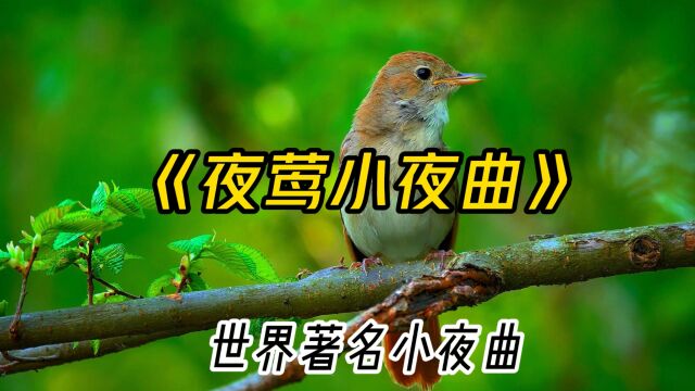 经典世界名曲《夜莺小夜曲》,舒缓轻柔,委婉缠绵