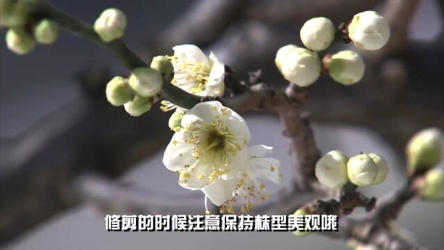 寒冬傲骨梅花香:手把手教你种梅花,让家居庭院春意盎然