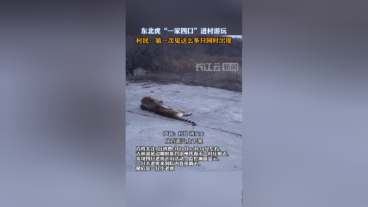四只东北虎闯入吉林延边一村庄:在村民家鱼塘边打闹嬉戏