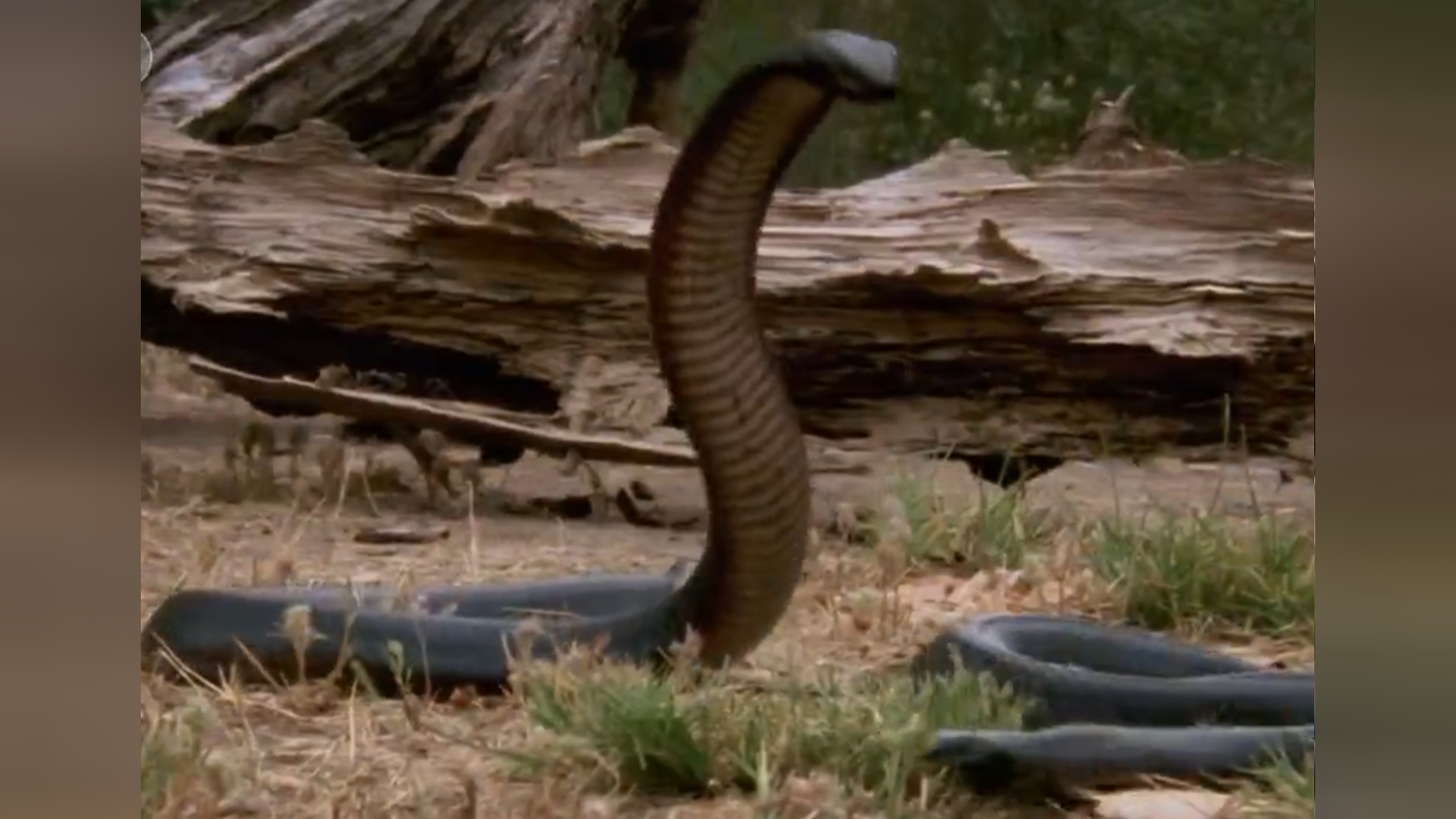 2条红腹伊澳蛇为争夺领地,展开了激烈的战斗,镜头记录这一刻