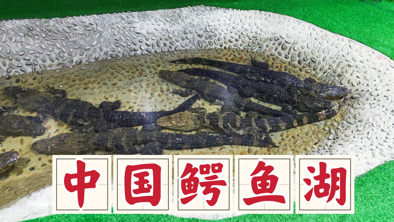 宣城中国鳄鱼湖,巨大的扬子鳄世界,冬眠的小宝贝们真的好可爱