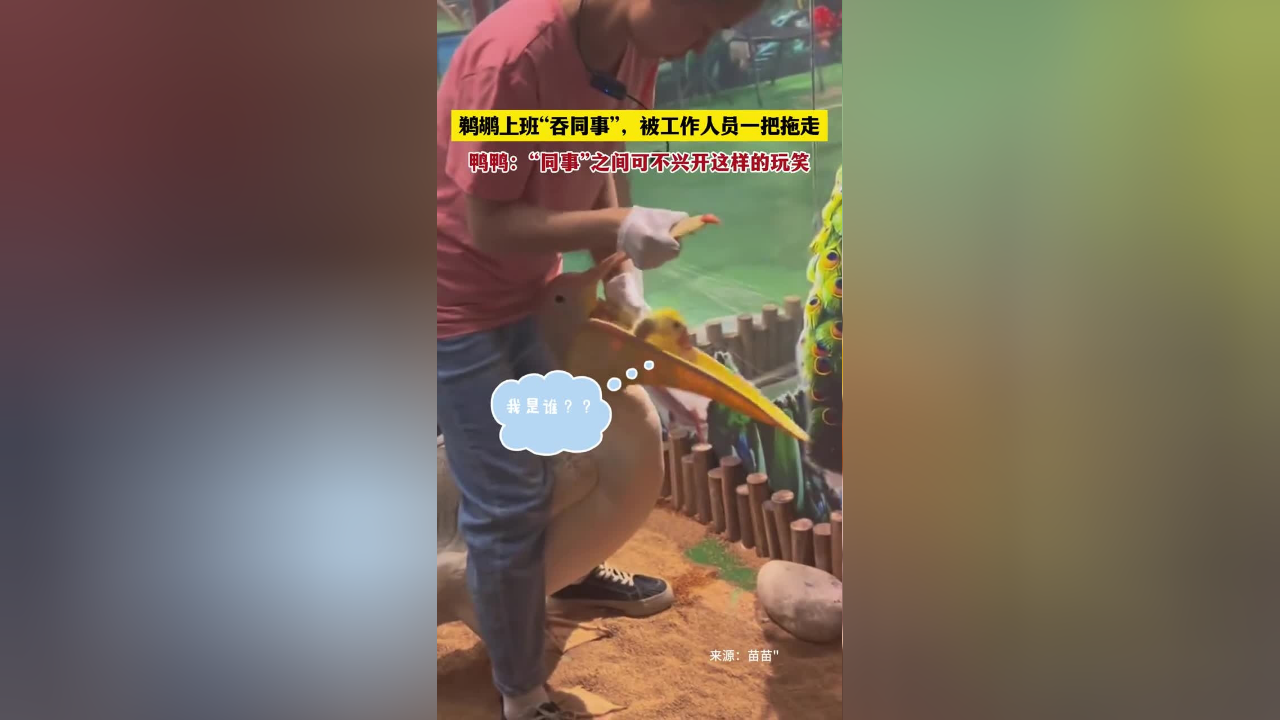 鹈鹕上班"吞同事",被工作人员一把拖走