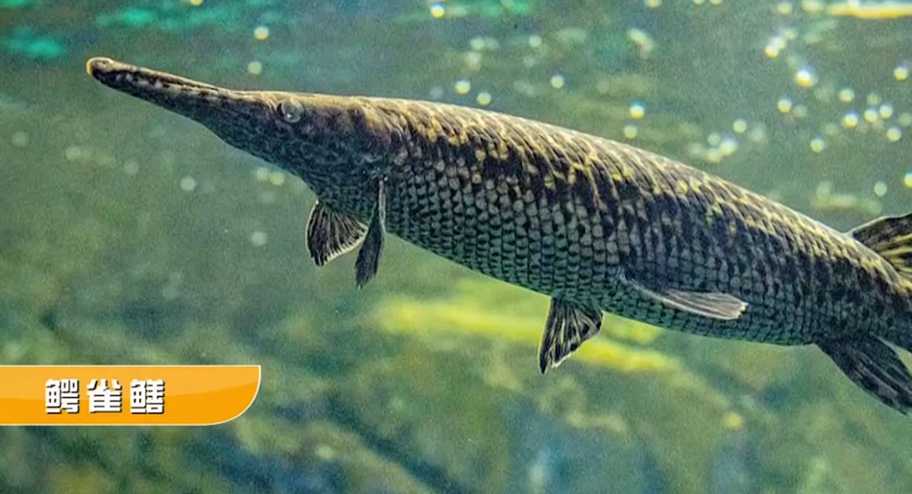 鳄雀鳝似乎每一个字都是一种动物,它究竟是鳄还是鳝呢?