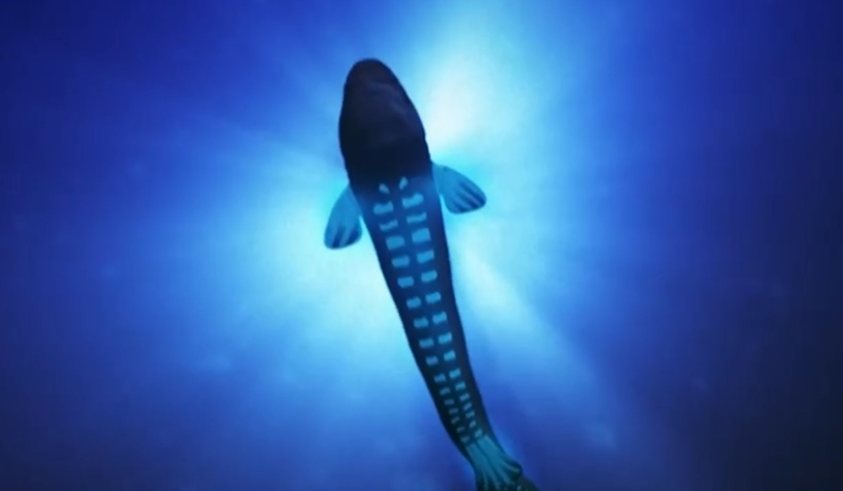 巴西达摩鲨图片
