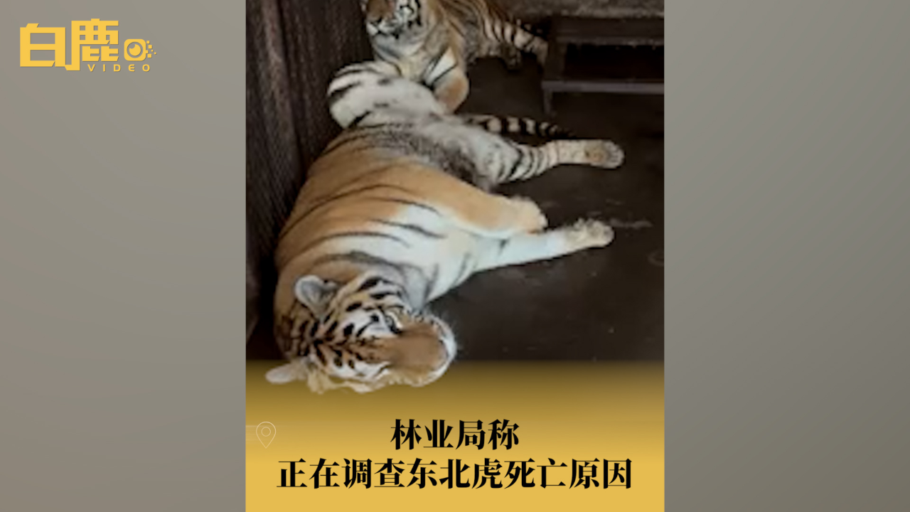 林业局称正在调查东北虎死因