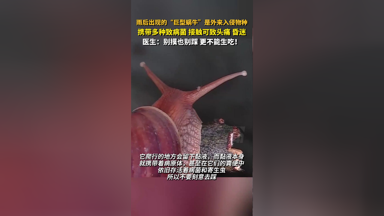 雨后出现"巨型蜗牛"?医生提醒:别碰!接触后或致头痛昏迷